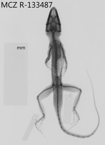 Media type: image;   Herpetology R-133487 Aspect: dorsoventral x-ray